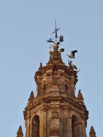 2020.08.29 CIGUEÑAS (2)